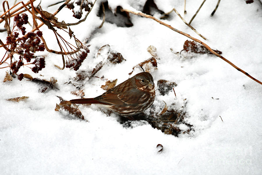 The Last Snow Photograph by Hella Buchheim