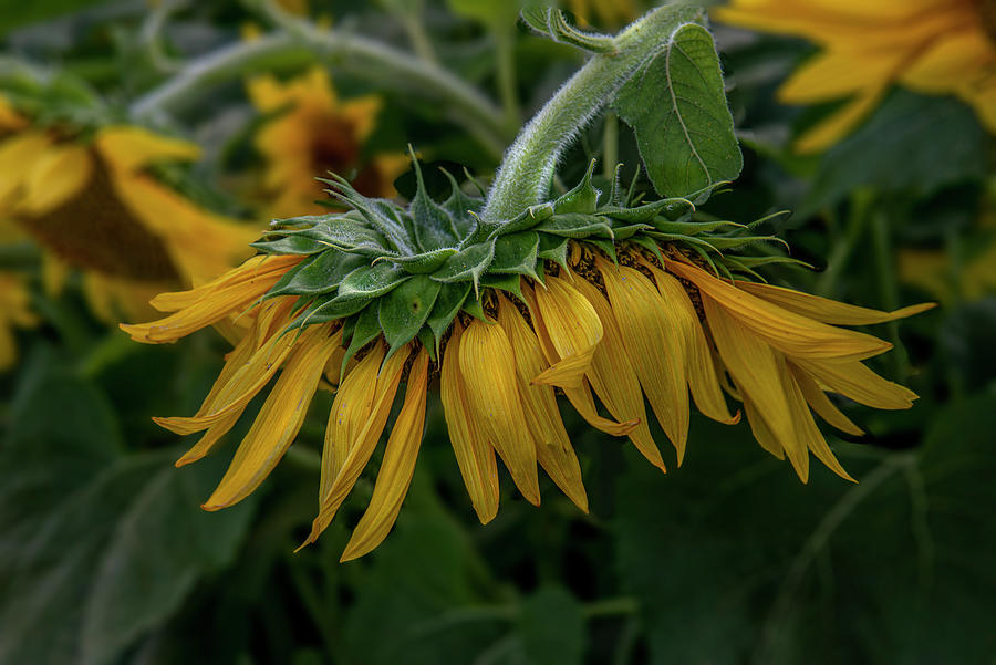 The Last Sunflower Photograph by Regina Muscarella