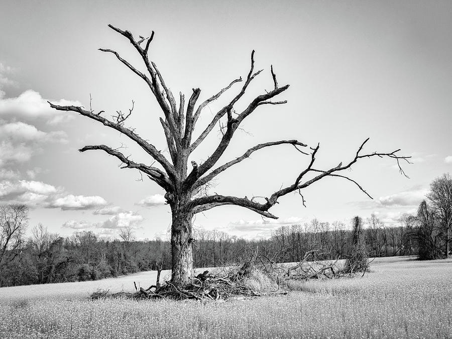 The Last Tree Photograph by David Oakill