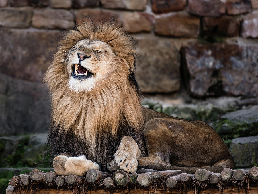 The Laughing Lion Photograph By Bradley White - Fine Art America