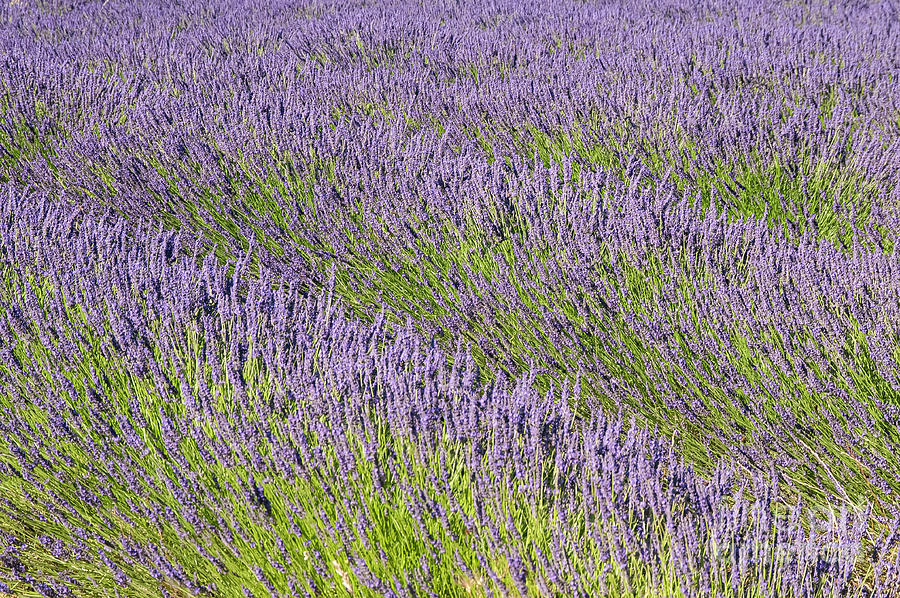 The Lavender Fields of Provence Four Photograph by Bob Phillips