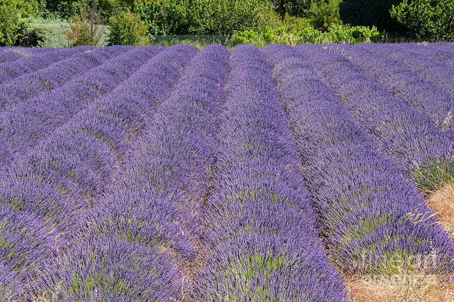 The Lavender Fields of Provence One Photograph by Bob Phillips