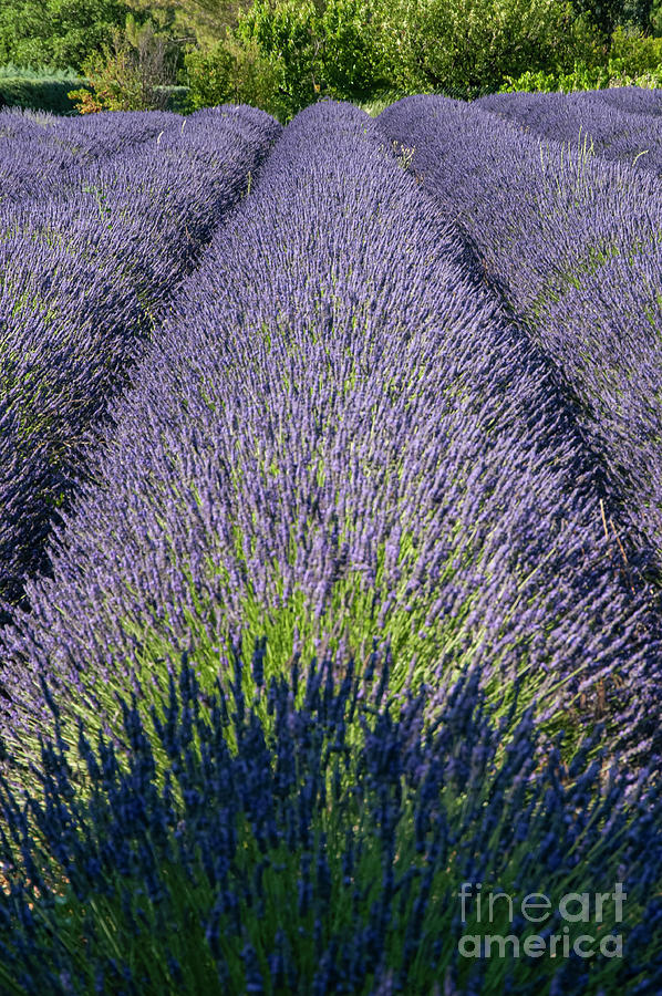 The Lavender Fields of Provence Three Photograph by Bob Phillips