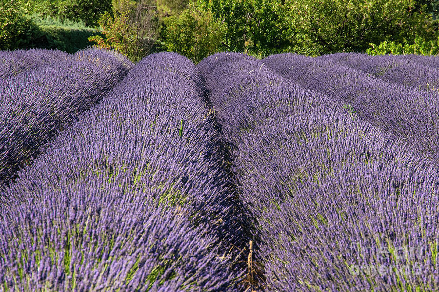 The Lavender Fields of Provence Two Photograph by Bob Phillips