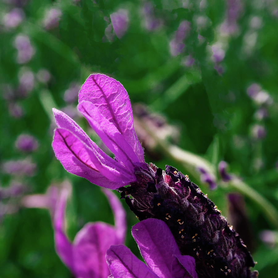 The Lavender Flower Photograph by David Patterson