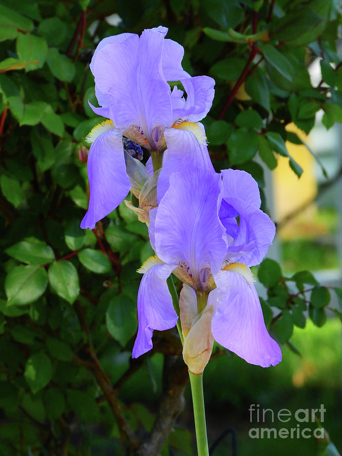 The Lavender Iris Photograph
