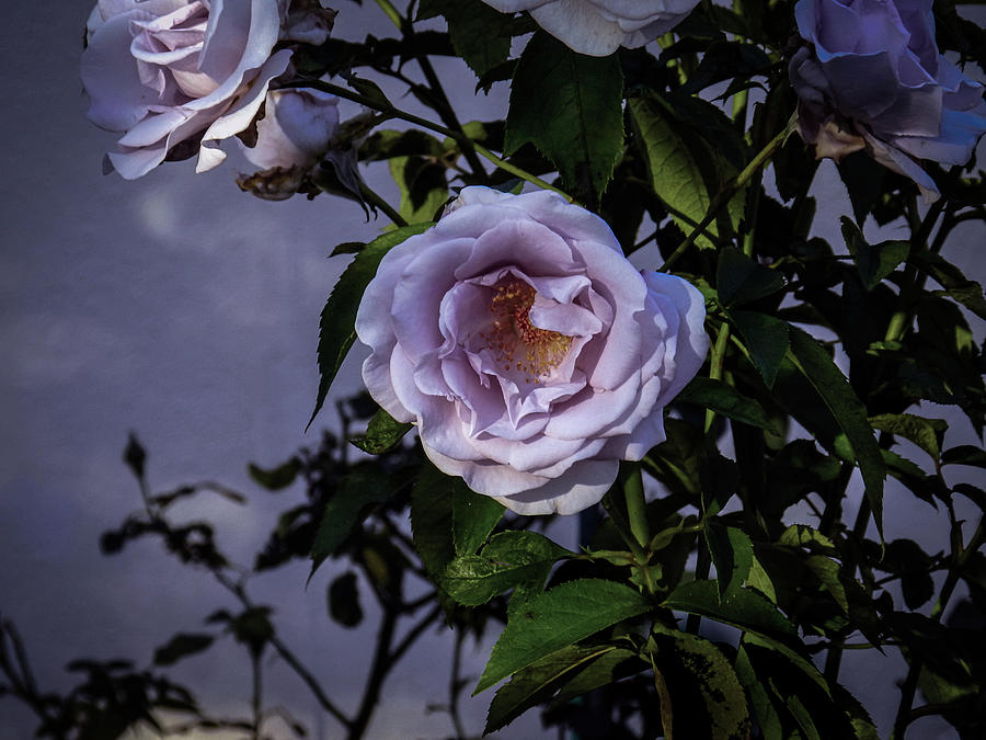 The Lavender Rose Photograph by Laura Putman