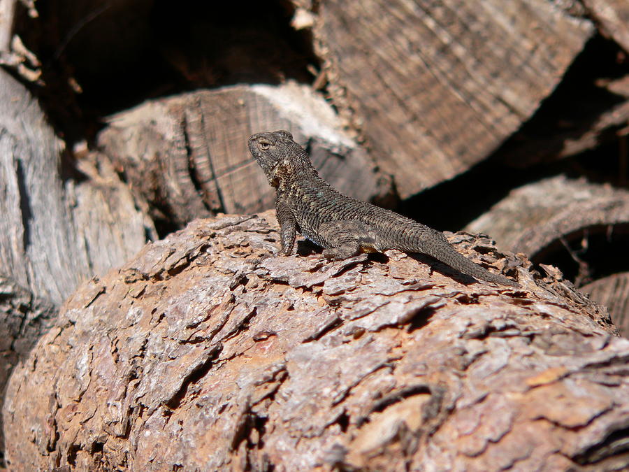 The Lazy Lizzard Photograph by Beverly Read