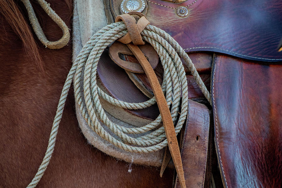 The Lead Rope Photograph by Laddie Halupa