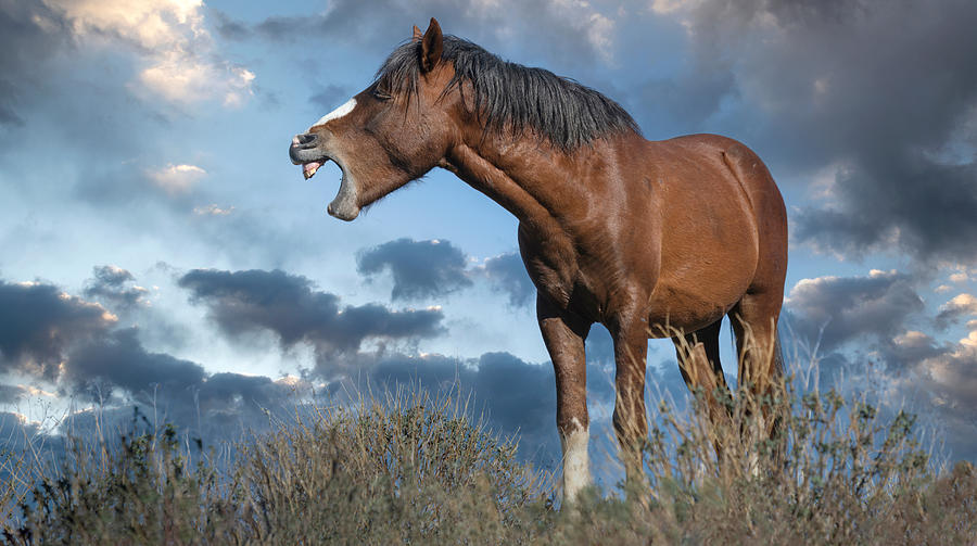 The Lead Stallion. Photograph by Paul Martin