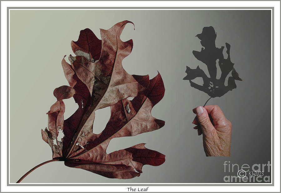 The Leaf Photograph by Klaus Jaritz