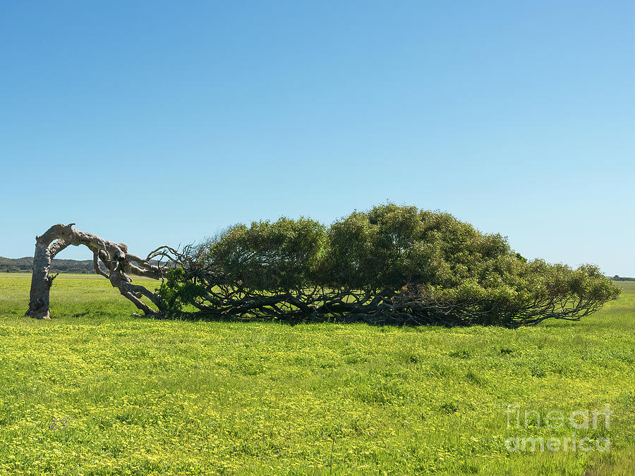The Leaning Tree, Greenough, Western Australia Photograph by Elaine Teague