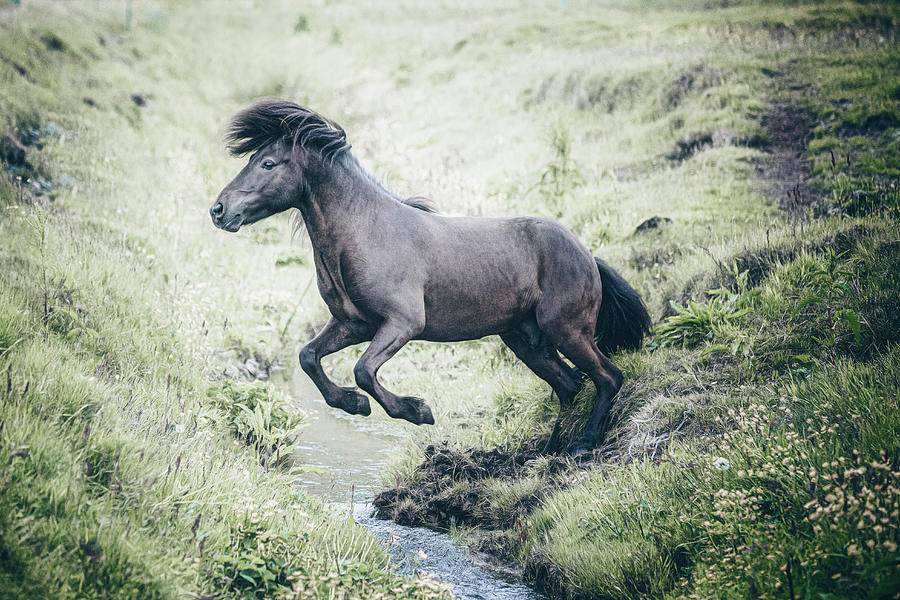 The Leap - Horse Art Photograph by Lisa Saint
