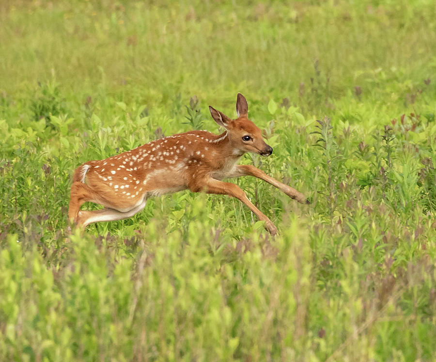 The Leaping Fawn Photograph by Lara Ellis