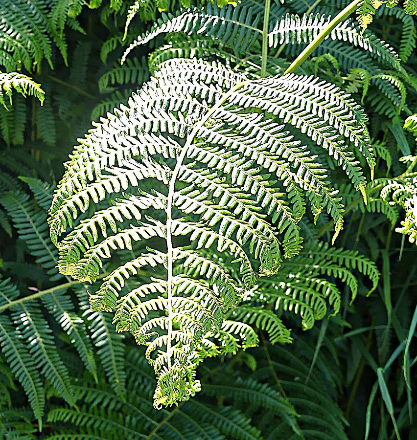 The Leaves Of A Fern Photograph By John Hughes - Pixels