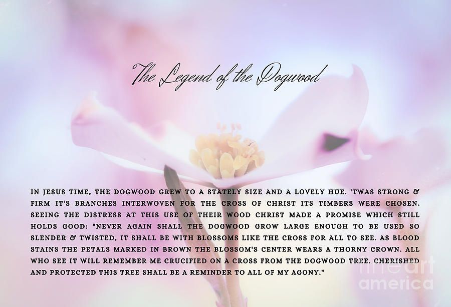 The Legend Of The Dogwood 5 Photograph by Andrea Anderegg