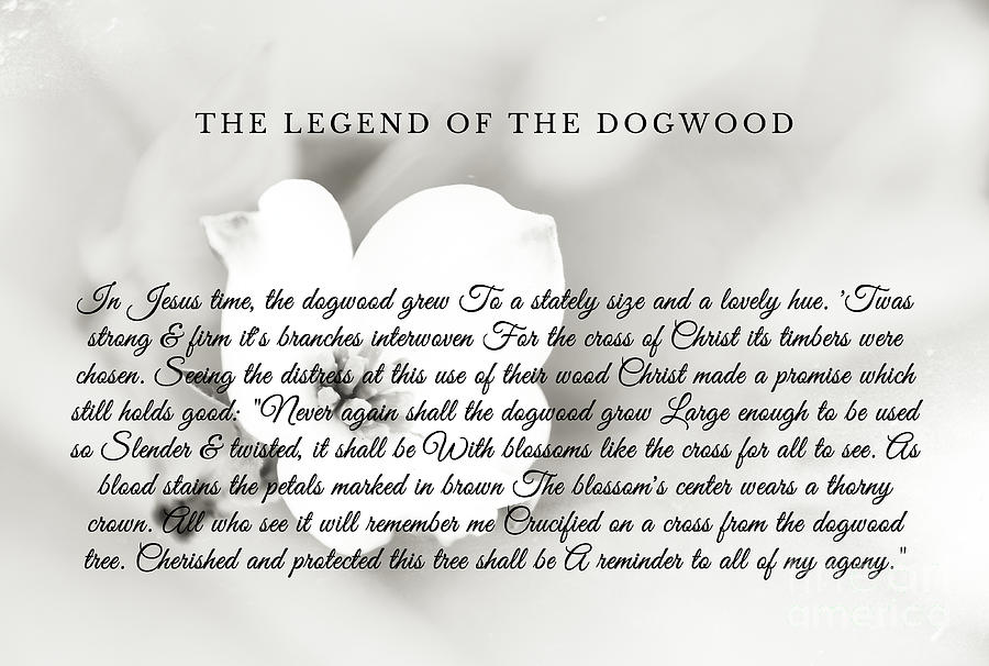The Legend Of The Dogwood 6 Photograph by Andrea Anderegg