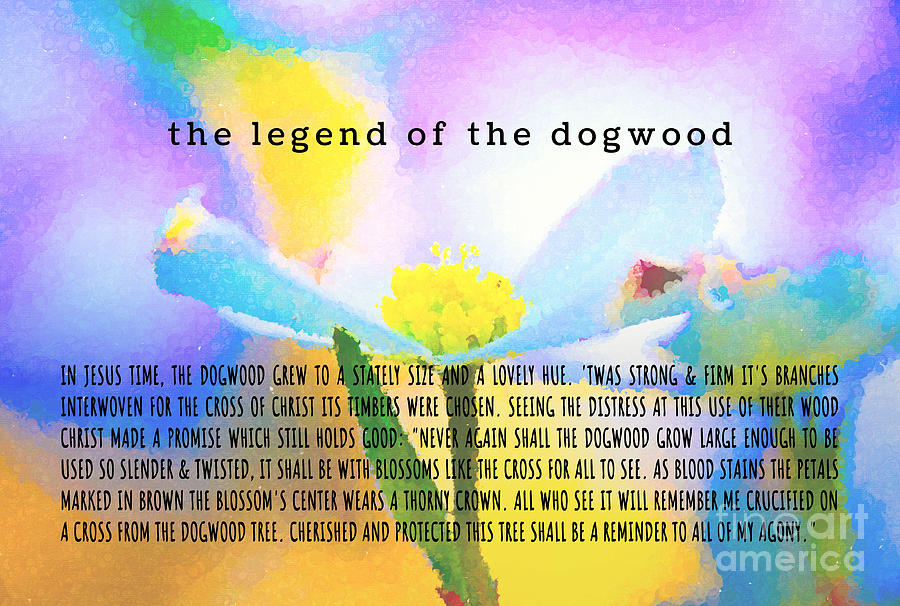 The Legend Of The Dogwood 7 Photograph by Andrea Anderegg