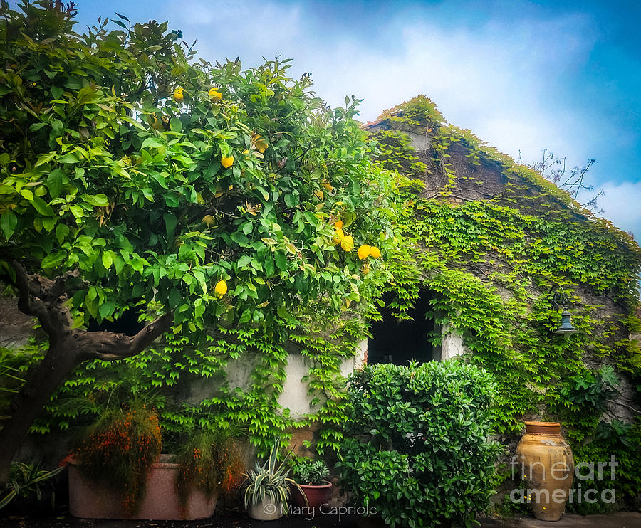 The Lemon Tree Photograph by Mary Capriole