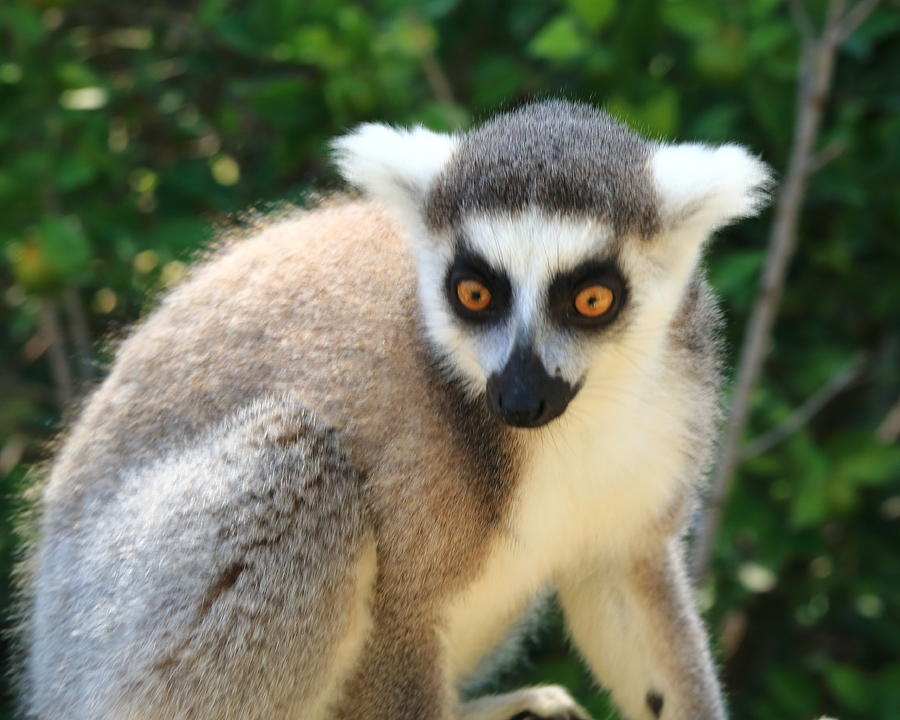 The Lemur Photograph by Robert McKinstry