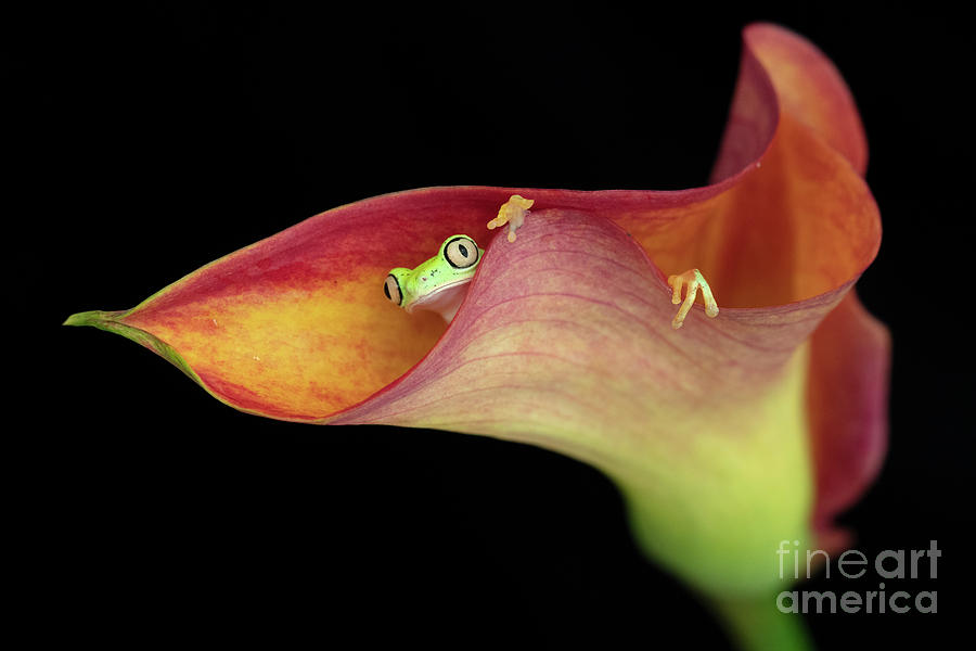 Frog Photograph - The Lemur Tree Frog and Calla Lily Flower by Linda D Lester