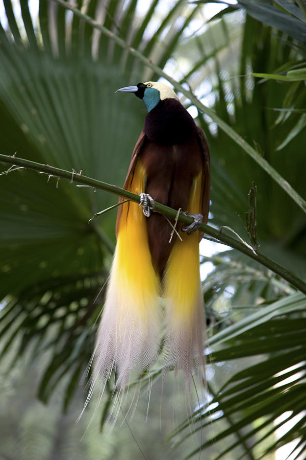 The Lesser Bird of Paradise, looking away Photograph by Nacivet