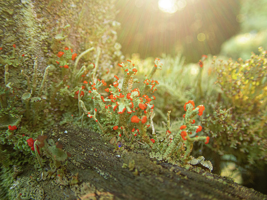 The Lichen Forest Photograph by Kristia Adams