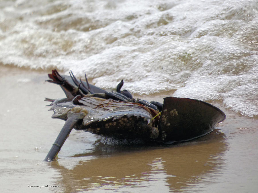 The Life of a Horseshoe Crab Photograph by Kimmary I MacLean