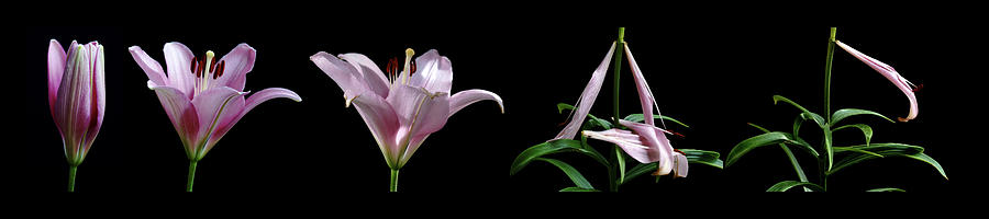 The Life of a Lily Photograph by Mark Ivins