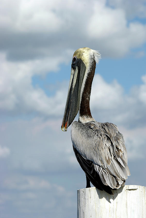 The Lifeguard - Large grey pelican watches over the harbor in Florida Photograph by Kenneth Lane Smith