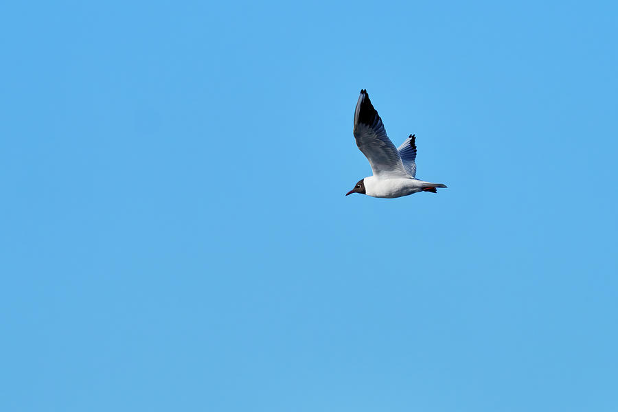 The light blue sky. Black-headed gull Photograph by Jouko Lehto