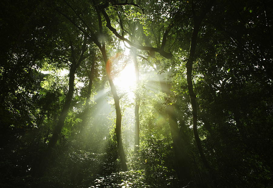 The light coming through the forest. Photograph by Sot