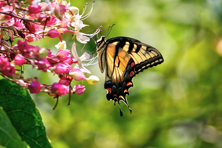 Light Hits Eastern Tiger Swallowtail and The Peanut Butter Shrub Photograph by Carol Montoya
