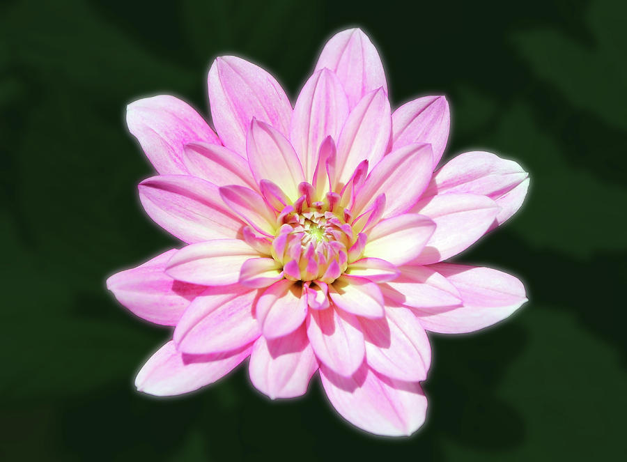 The Light Pink Maxi Dahlia Is Blooming Photograph