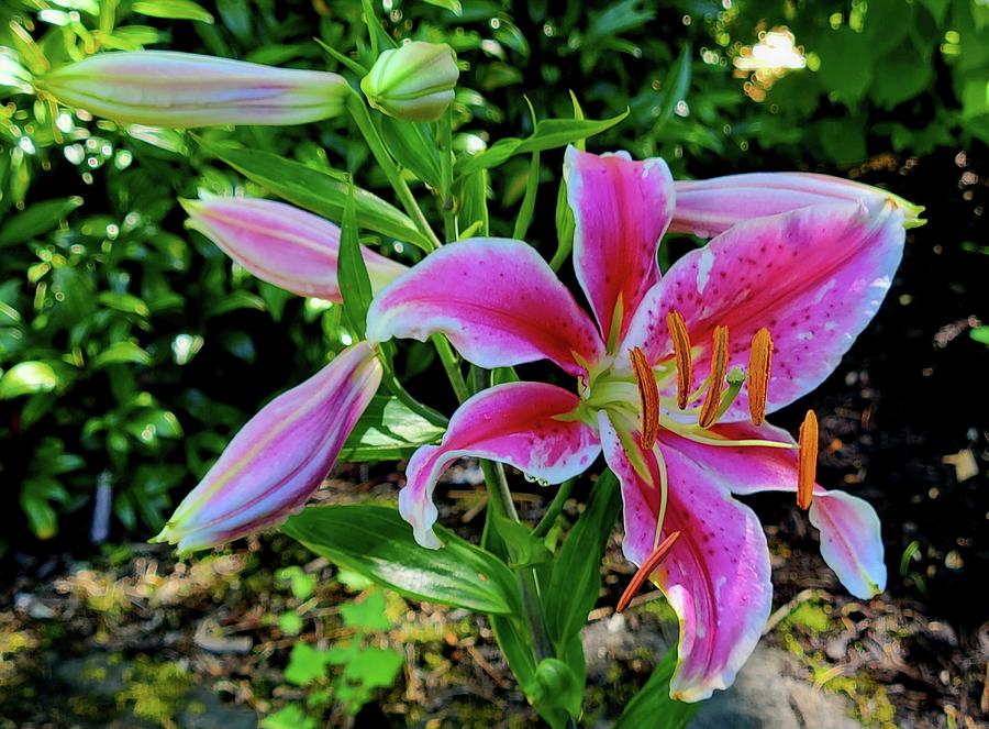 The Lilies are Opening Photograph by Darrell MacIver - Fine Art America