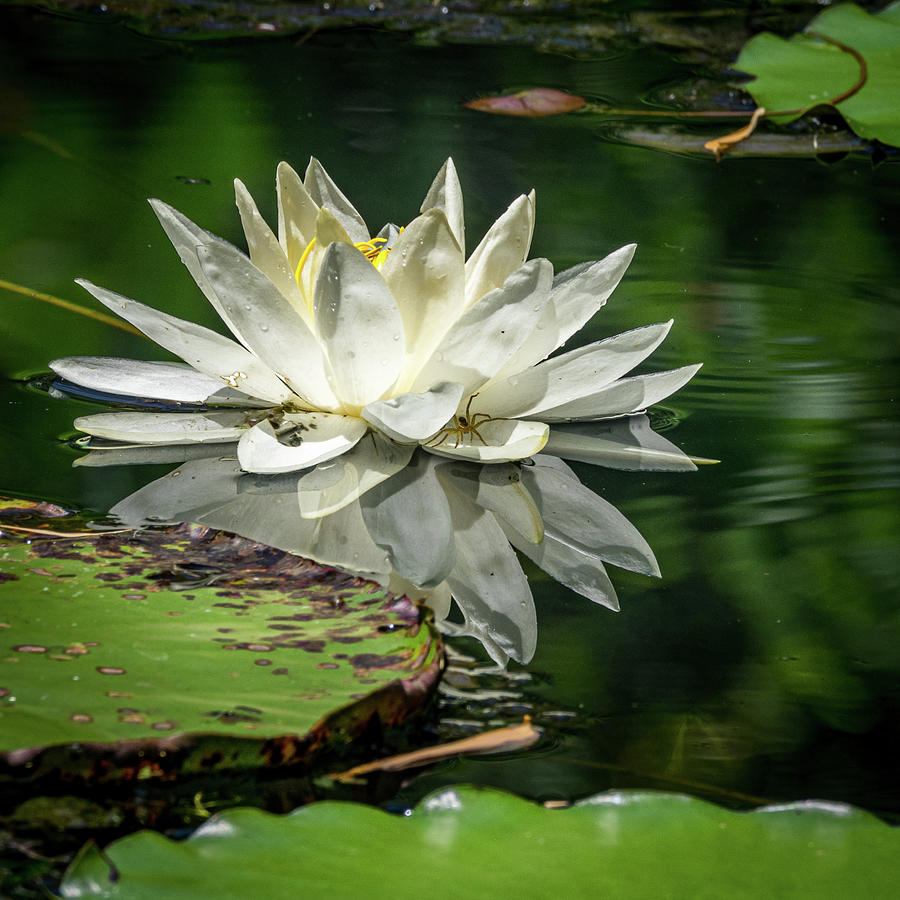 The Lily and the Spider... Photograph by David Choate - Fine Art America