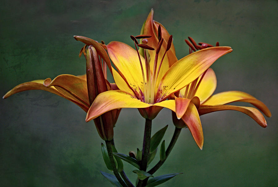 The Lily Bunch Photograph by Gaby Ethington