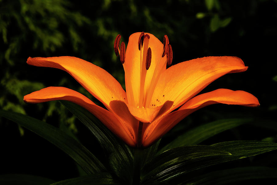 The Lily Photograph by Denise Harty - Fine Art America