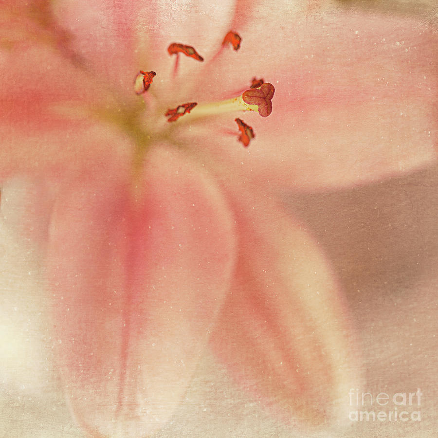 Lily Photograph - The Lily by Joanne Beecham
