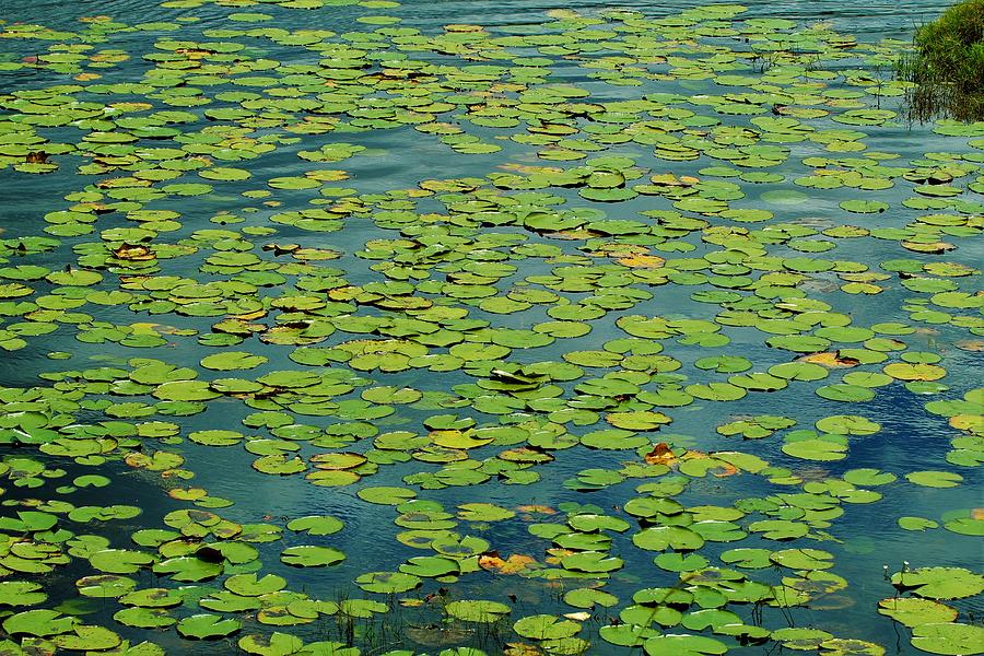 The Lily Pad Pond Photograph by M Crowe - Fine Art America