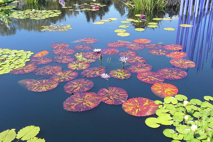 The Lily Pond Photograph by Jacqueline Shuler