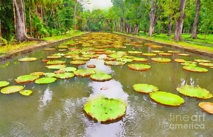 Africa Digital Art - The Lily Ponds of Pamplemousse Botanic Garden by Jules Walters
