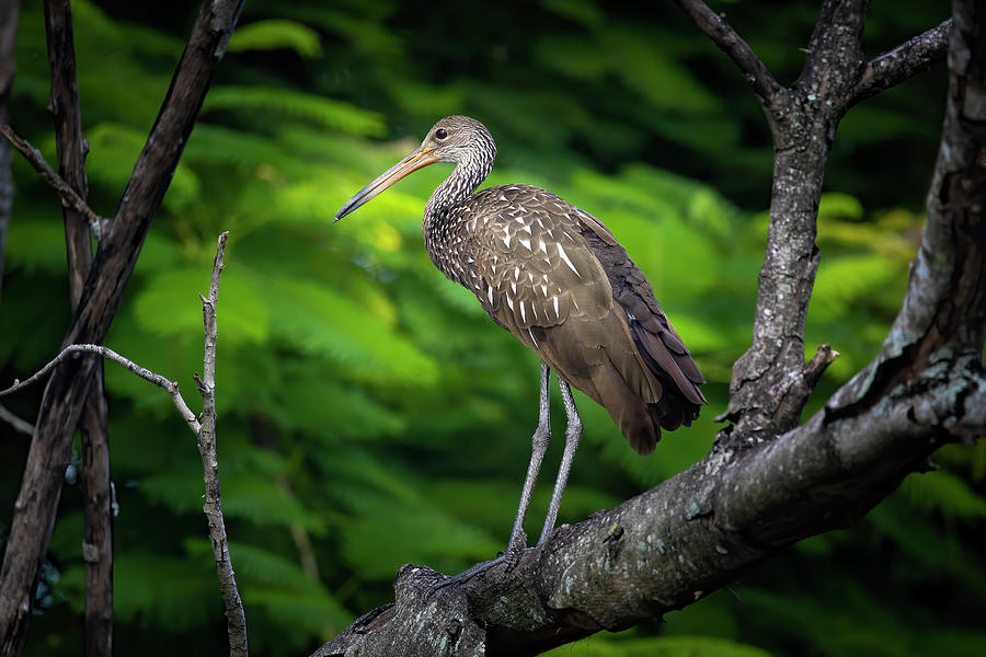 The Limpkin in the Tree Photograph by Mark Andrew Thomas