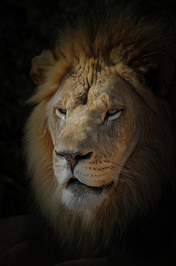 The Lion 20 Photograph by Ernest Echols