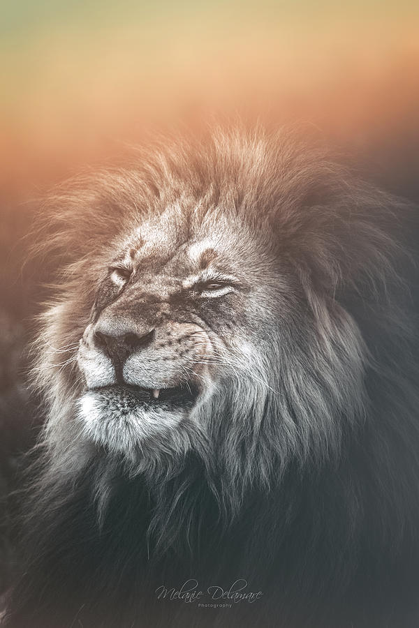 The Lion Grind Photograph by Melanie Delamare - Fine Art America