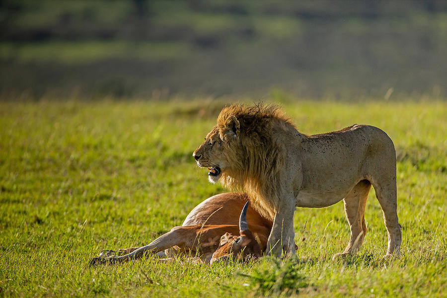 The lion is looking around after its prey Photograph by Ibrahim Suha Derbent