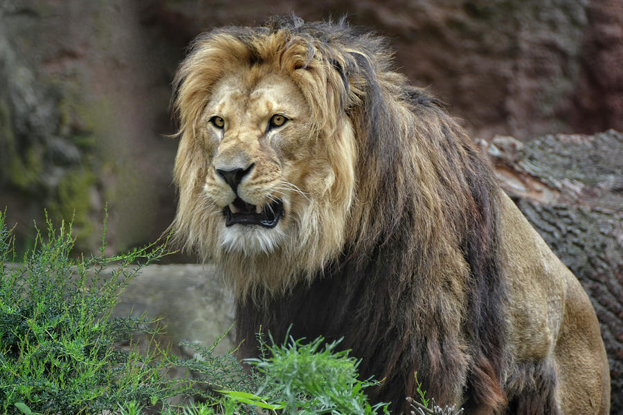 the Lion Photograph