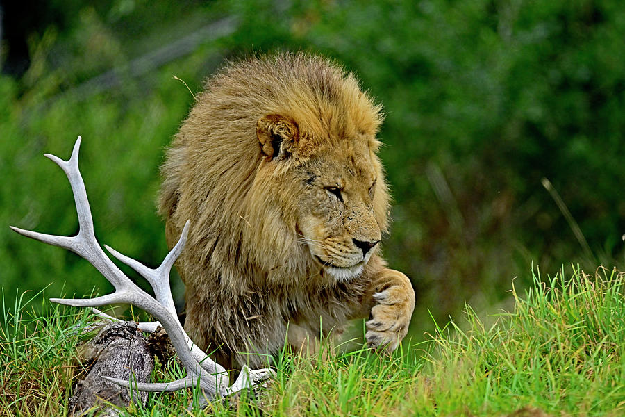 The Lion King Checking his Paw Photograph by Amazing Action Photo Video