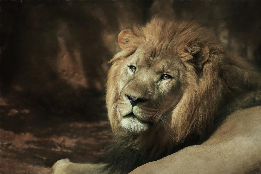 The Lion Mixed Media by Lori Deiter