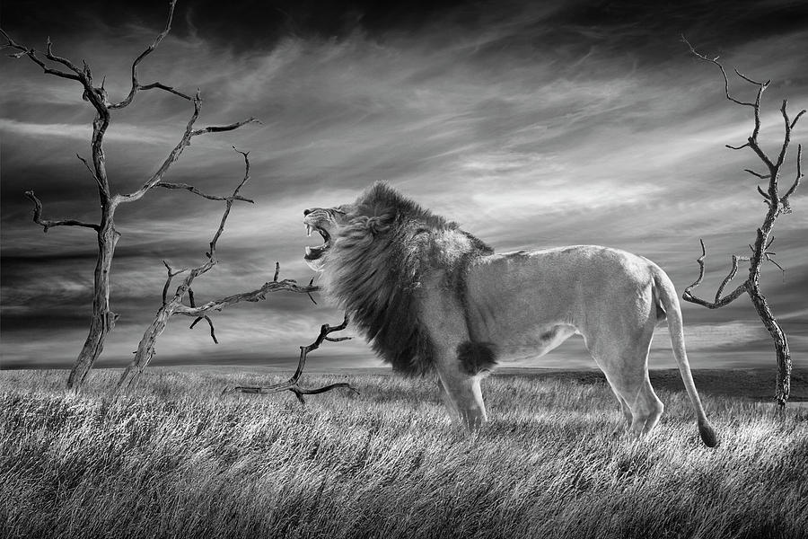 The Lion Roars Tonight in Black and White Photograph by Randall Nyhof